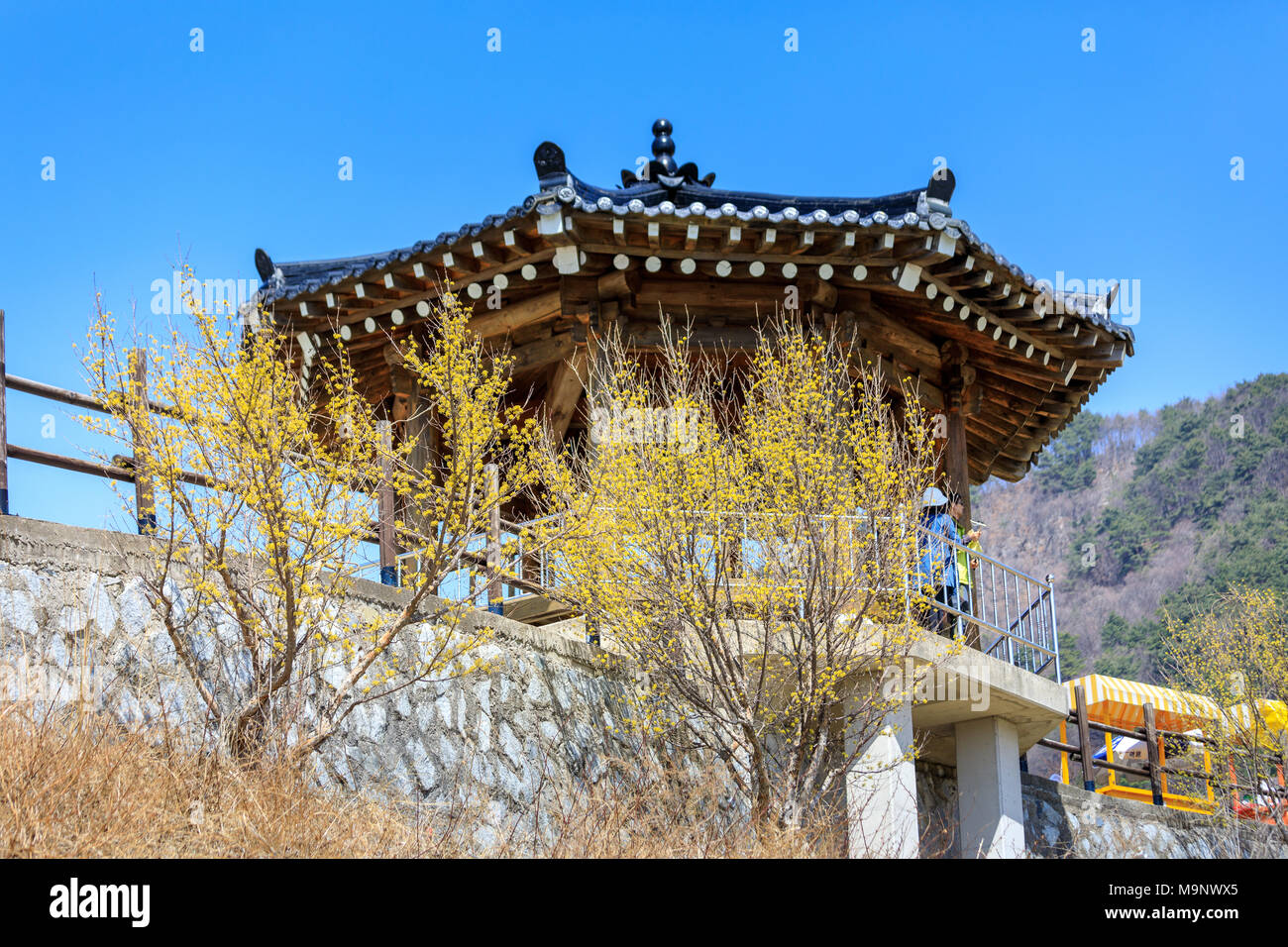 Gurye, Corea del Sud - Il 26 marzo 2018 : scenario di Cornus officinalis festival dei fiori in Gurye Foto Stock