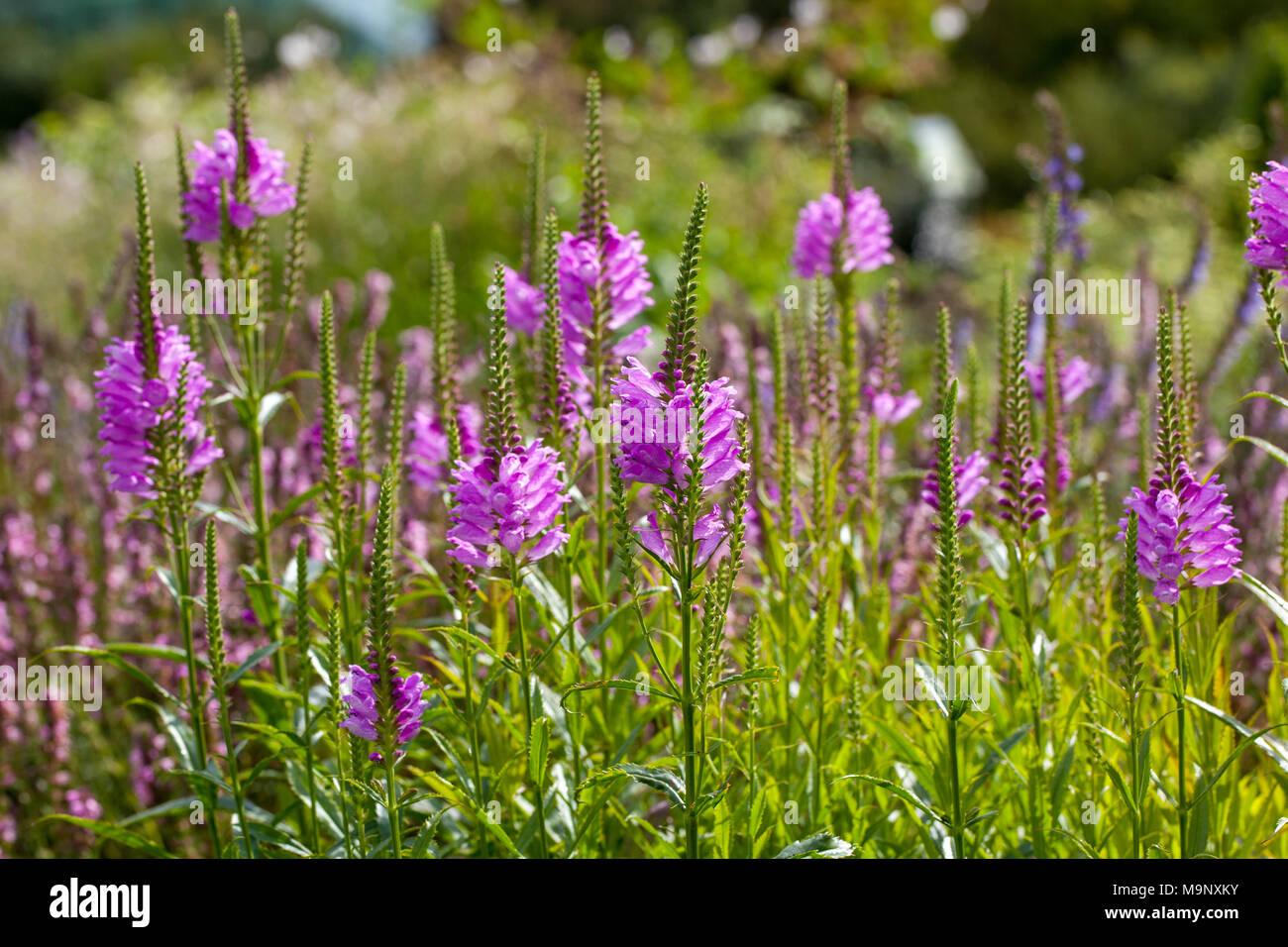 'Bouquet Rose' obbediente impianto, Drakmynta (Physostegia virginiana) Foto Stock