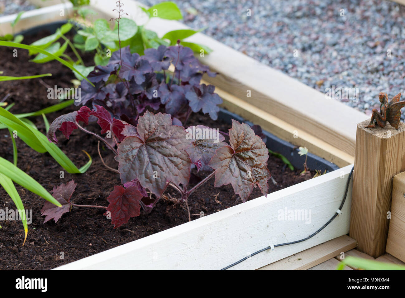 'Red Pearl' piccoli-lasciava allume root, Småblommig alunrot (Heuchera micrantha) Foto Stock