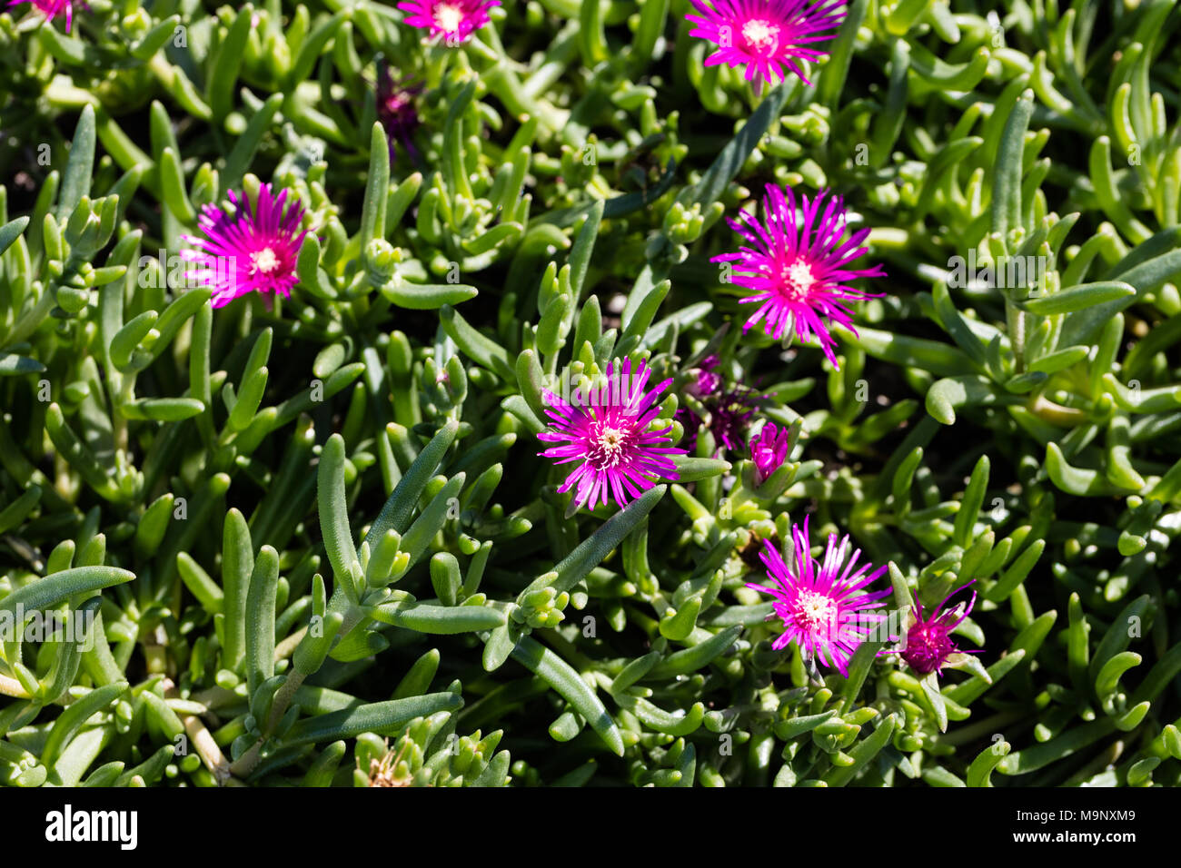Trailing Iceplant, Röd frövisare (Delosperma cooperi) Foto Stock