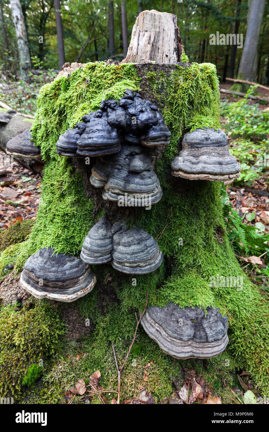 Tinder Funguses (Fomes fomentarius) crescere su un morto, mossy ceppo di albero, Darß Forest, Fischland-Darß-Zingst, la Pomerania occidentale Foto Stock