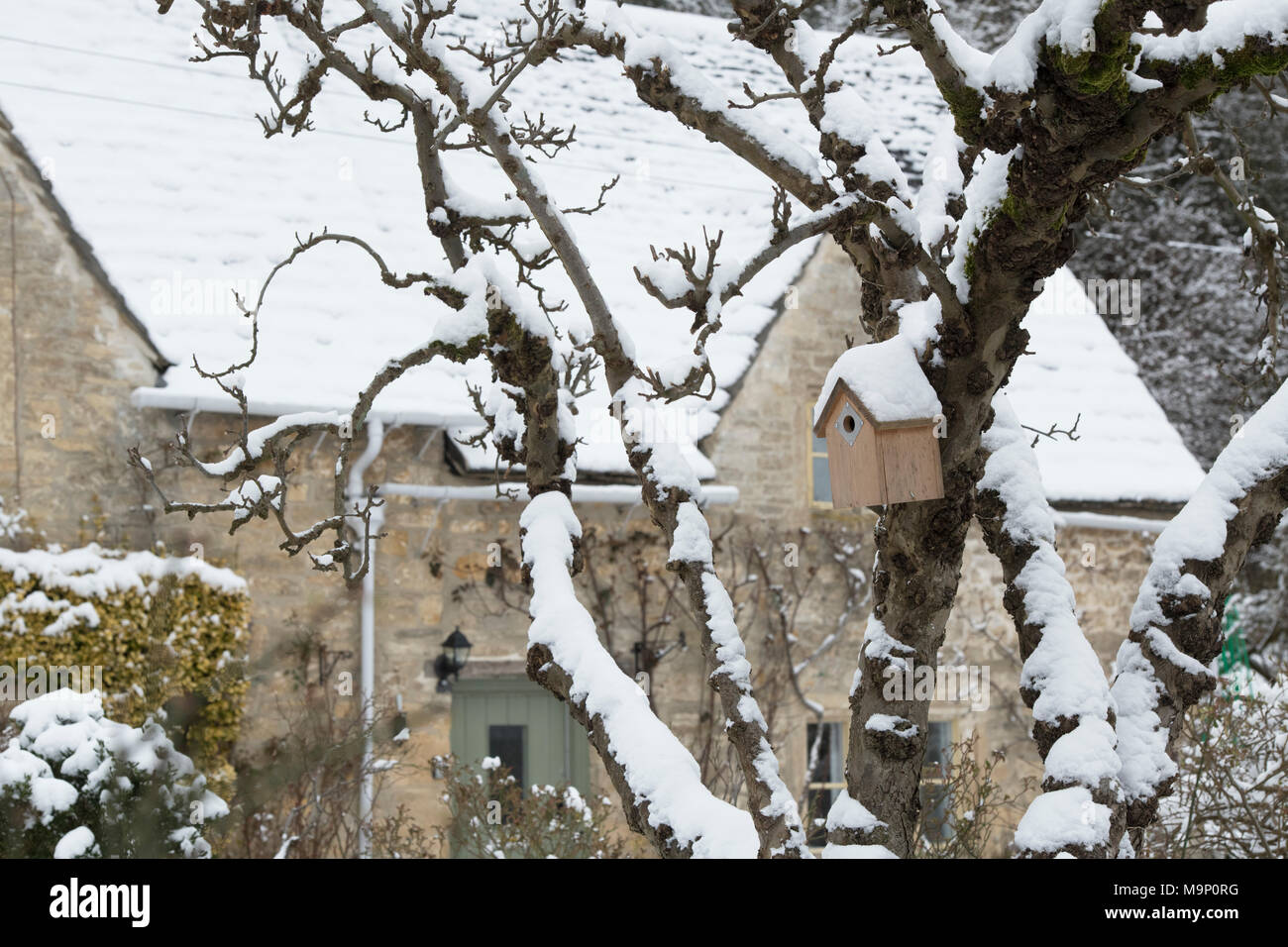 Nido di uccelli casella in un albero nel giardino di un Cotswold cottage in pietra in inverno la neve. Bibury, Cotswolds, Gloucestershire, Inghilterra Foto Stock