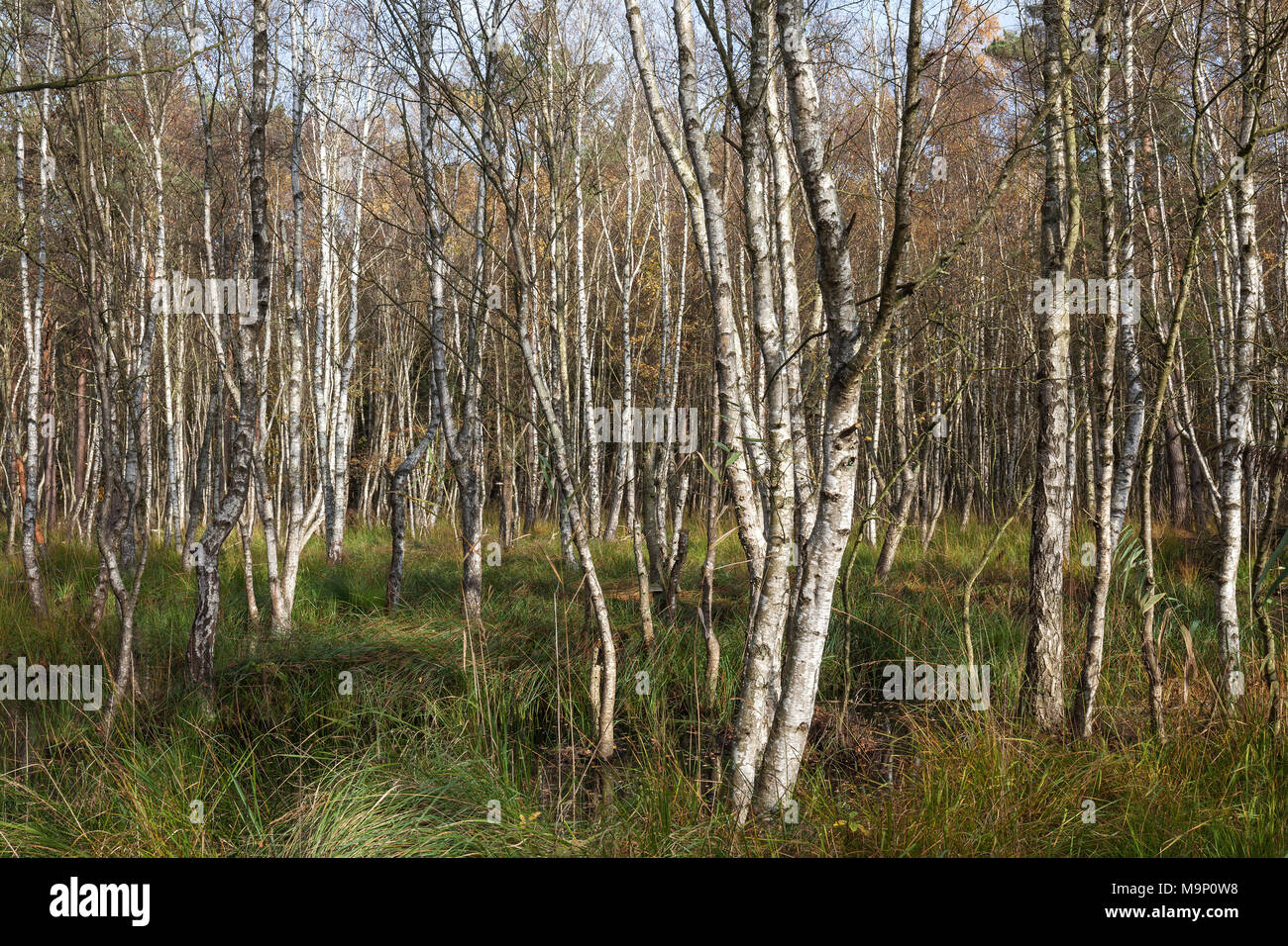 Moorlandscape nella foresta Osterwald con roverella betulle (Betula pubescens), Zingst, Fischland-Darß-Zingst, la Pomerania occidentale Foto Stock