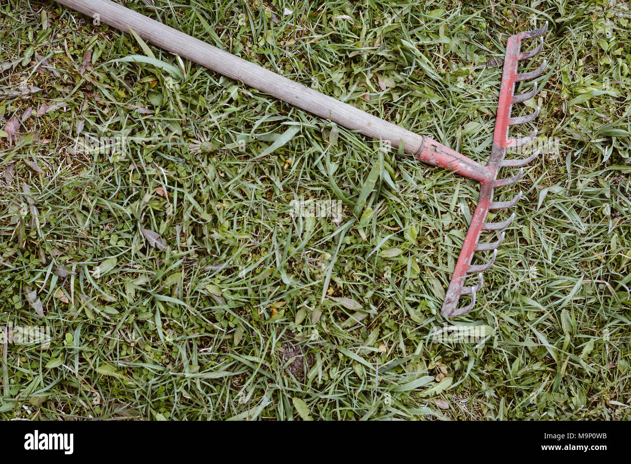 Vecchio rastrello che giace abbandonata in erba verde d'estate. Effetto di pellicola con grano. Foto Stock