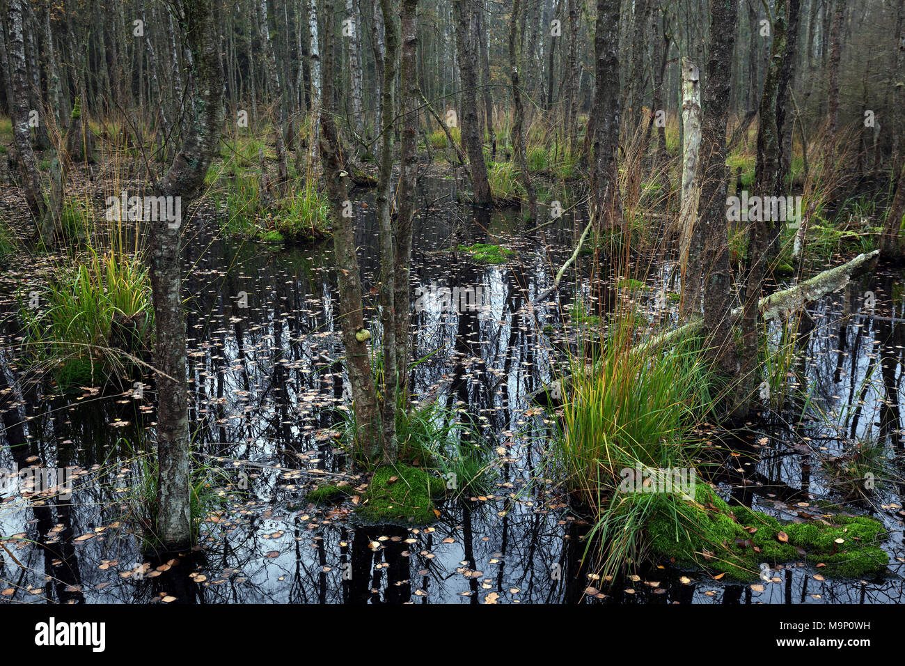 Moorlandscape nel Osterwald con roverella betulle (Betula pubescens), Zingst, Fischland-Darß-Zingst, Western Pomerania Laguna Foto Stock