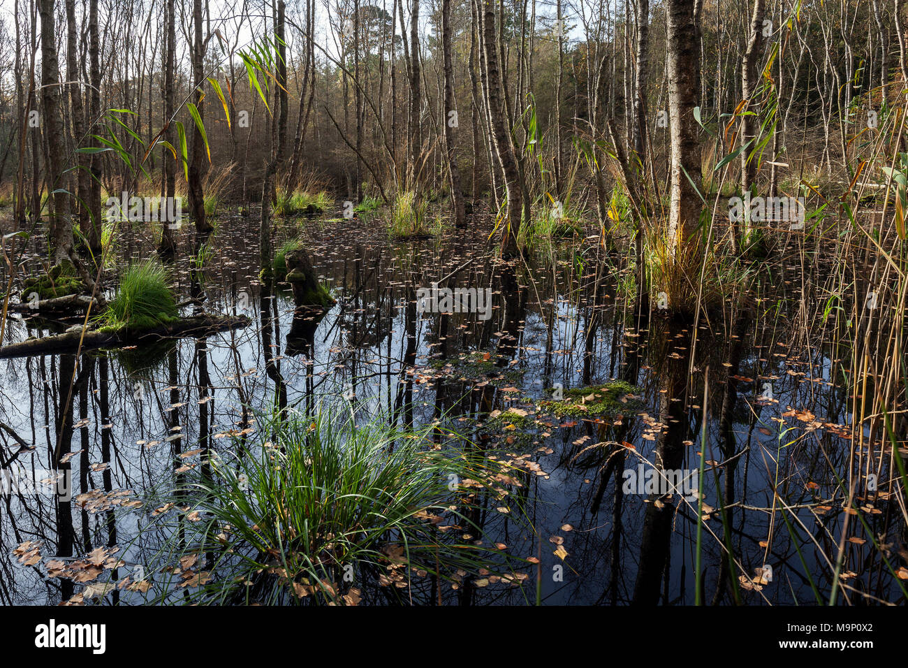 Paesaggio di brughiera con roverella betulle (Betula pubescens) nel Osterwald, Zingst, Fischland-Darß-Zingst, la Pomerania occidentale Foto Stock