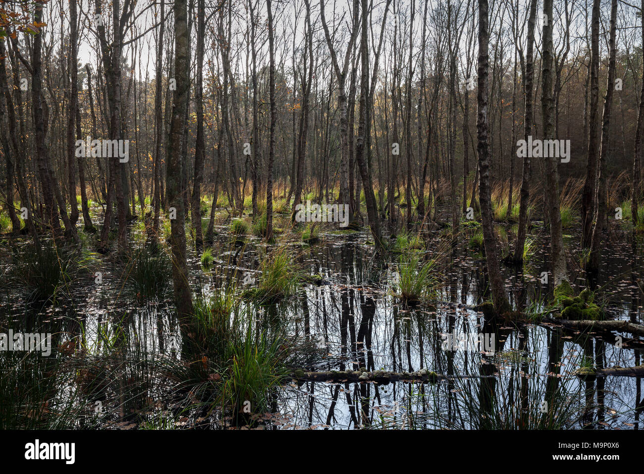 Paesaggio di brughiera con roverella betulle (Betula pubescens) nel Osterwald, Zingst, Fischland-Darß-Zingst, la Pomerania occidentale Foto Stock