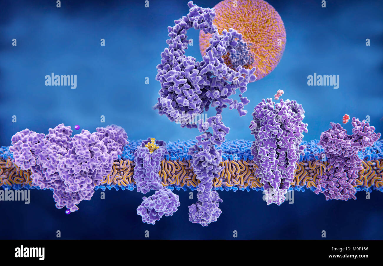 Illustrazione di cinque proteine transmembrana. Da sinistra a destra sono: un canale del potassio, un delta del recettore oppioide con legato endorfina molecola, un LDL (lipoproteina a bassa densità) recettore legato con particelle di LDL, un recettore di acetilcolina con molecola di acetilcolina e un recettore istamina con molecola di istamina. Foto Stock