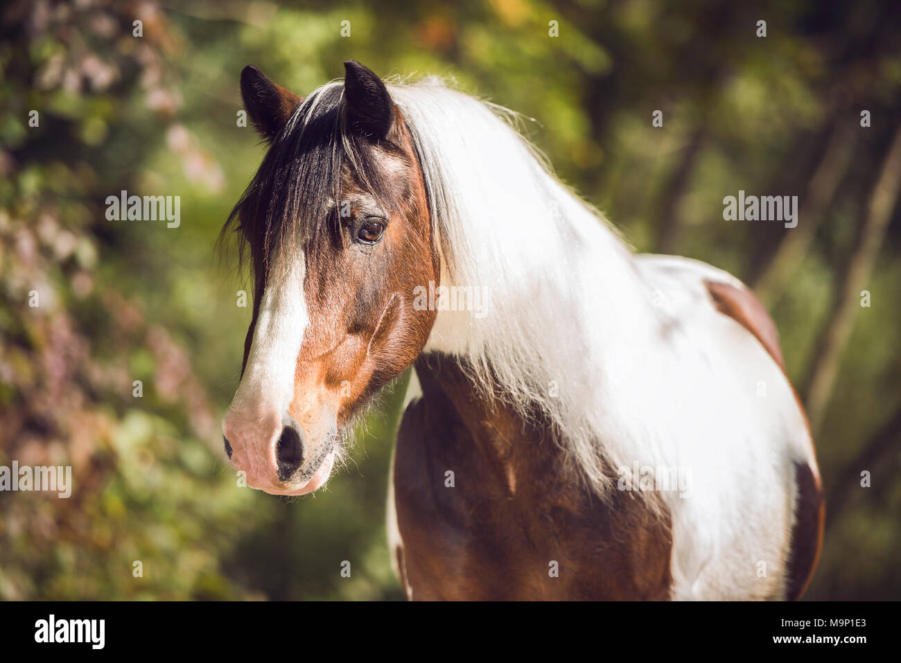 Tinker (Equus) sorge nella foresta, animale ritratto, Svizzera Foto Stock