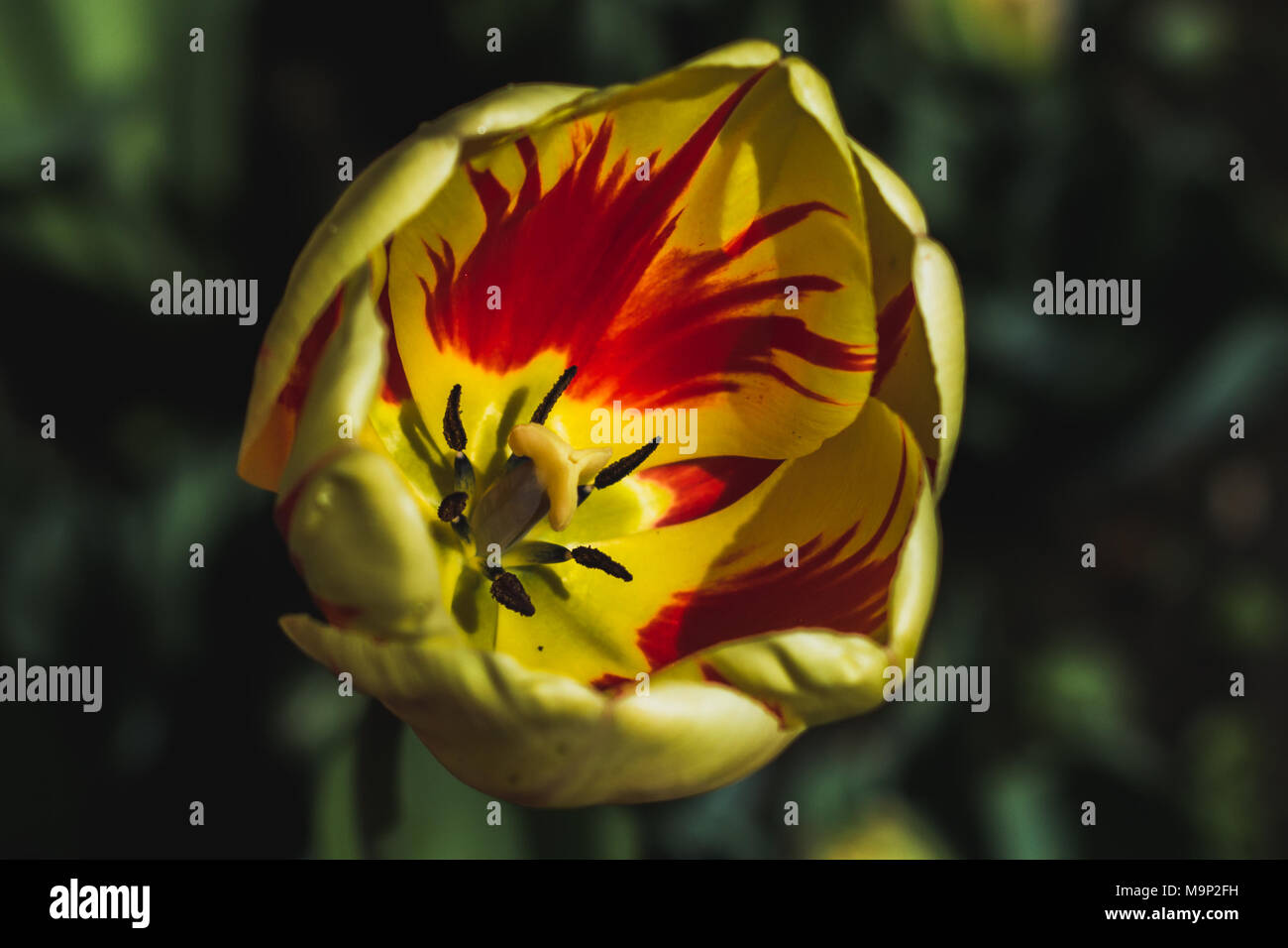All'interno di un rosso e il tulipano giallo Foto Stock