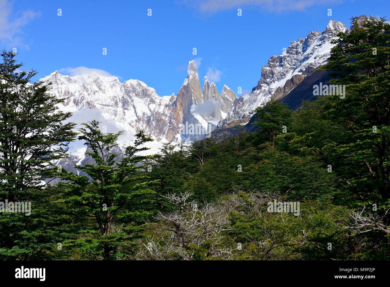 Visualizzare attraverso la foresta sul Cerro Torre e Cerro Adela, parco nazionale Los Glaciares, El Chaltén, Provincia di Santa Cruz, Argentina Foto Stock Visualizzare attraverso la foresta sul Cerro Torre e Cerro Adela, parco nazionale Los Glaciares, El Chaltén, Provincia di Santa Cruz, Argentina Foto Stock