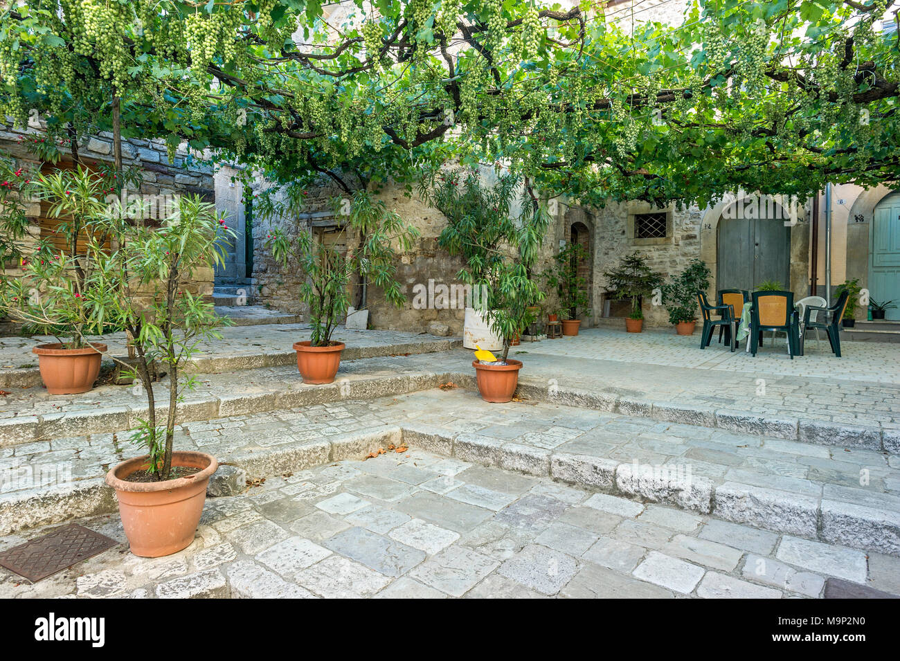 Pergola con i vitigni in un vicolo, Città Vecchia, Trivento, Molise, Italia  Foto stock - Alamy