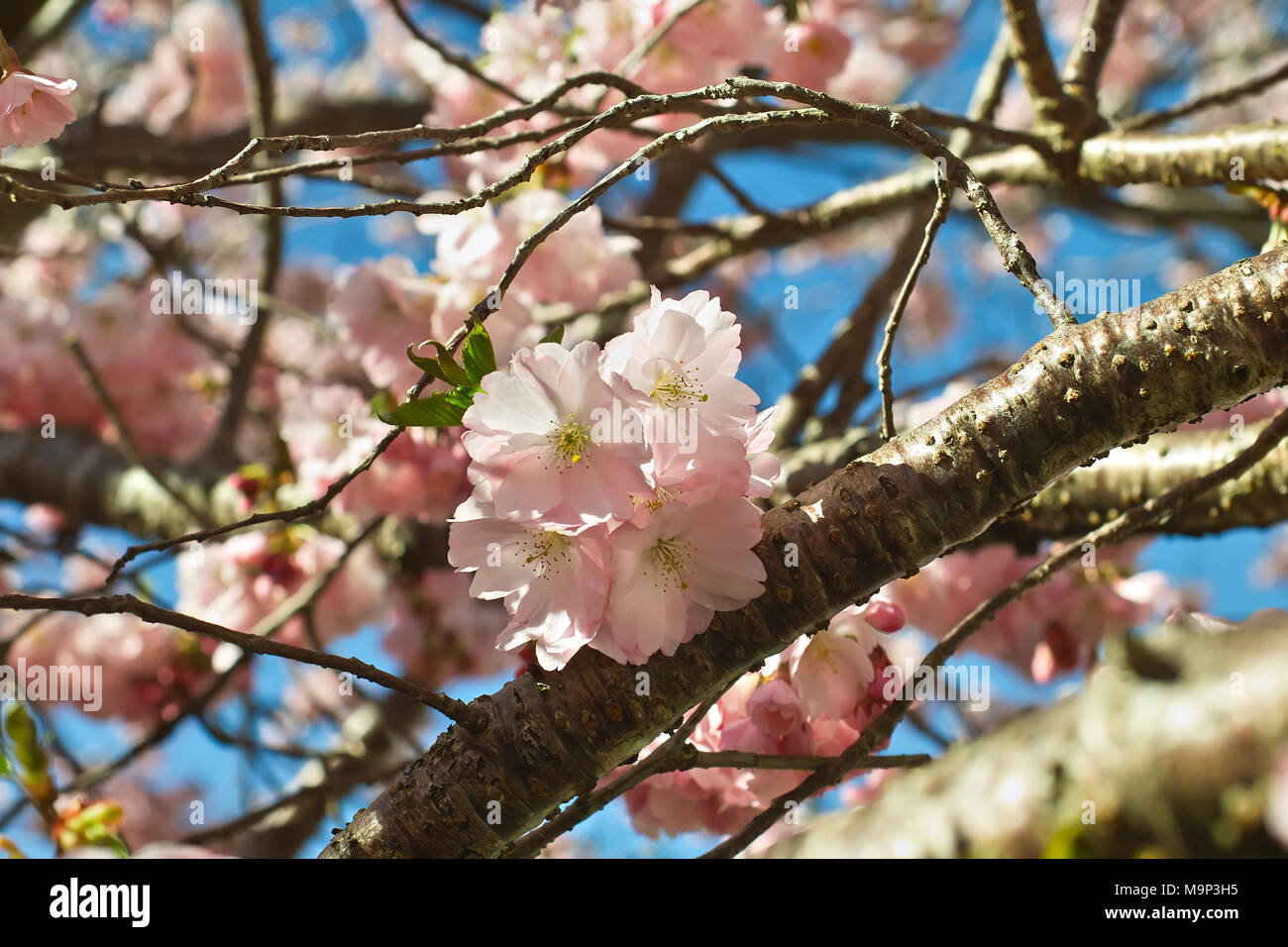 Molla di riconoscimento di ciliegio, inizio Ciliegio ornamentale, Giapponese ciliegio (Prunus sargentii x subhirtella entusiastico sostegno), fiori in primavera, Baviera, Germania Foto Stock