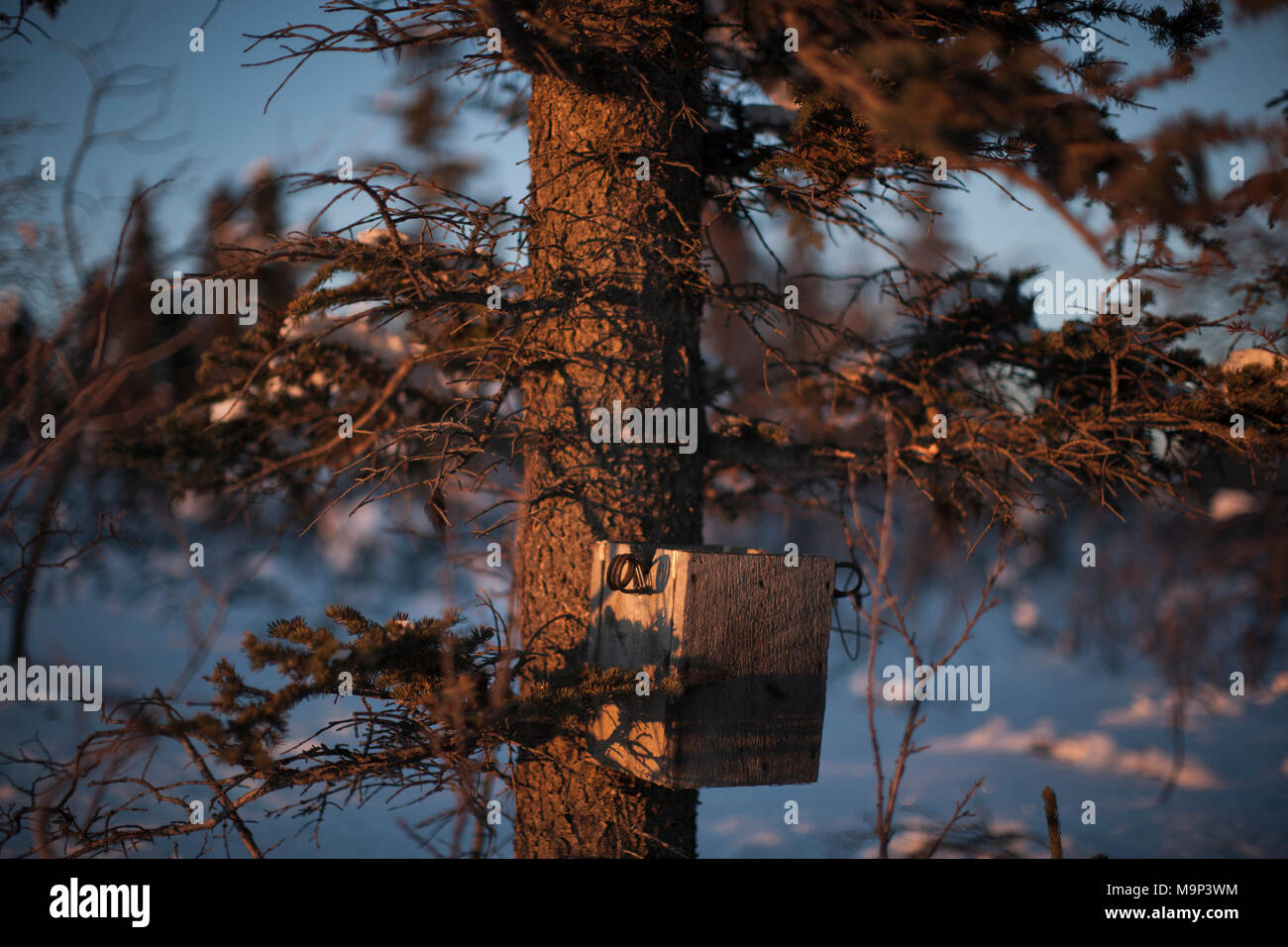 Una martora trap in Yukon Territory, 17 novembre 2014. Rafal Gerszak/Aurora foto Foto Stock