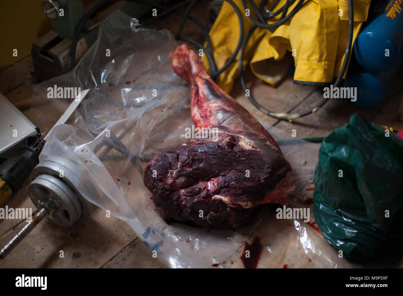 Un parzialmente macellata alci in Yukon Territory, 22 ottobre 2014. Rafal Gerszak/Aurora foto Foto Stock