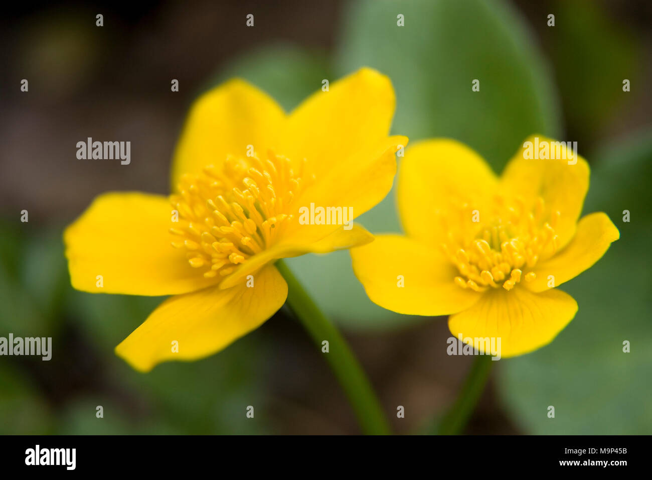 Marsh calendula (Caltha palustris), Germania Foto Stock