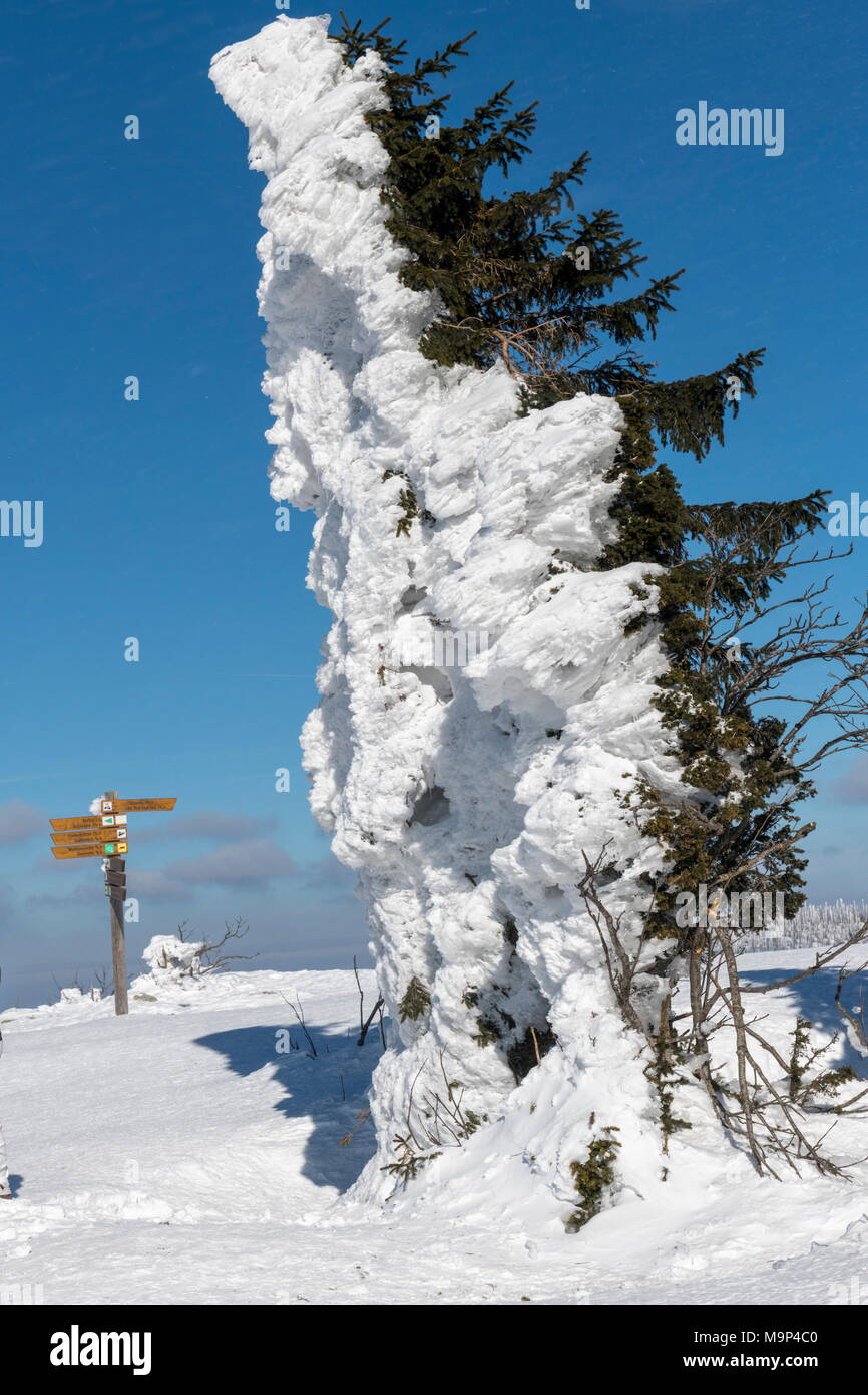 Snowy tree sulla sommità di Lusen, Parco Nazionale della Foresta Bavarese, Baviera, Germania Foto Stock