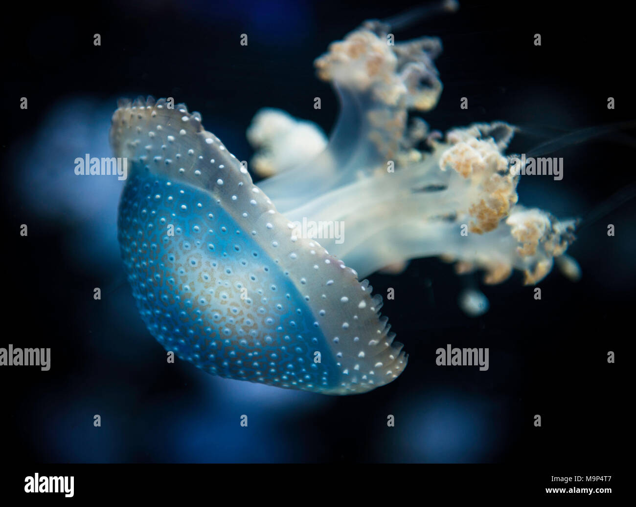 White-spotted Medusa (Phyllorhiza punctata) sfondo nero, captive Foto Stock