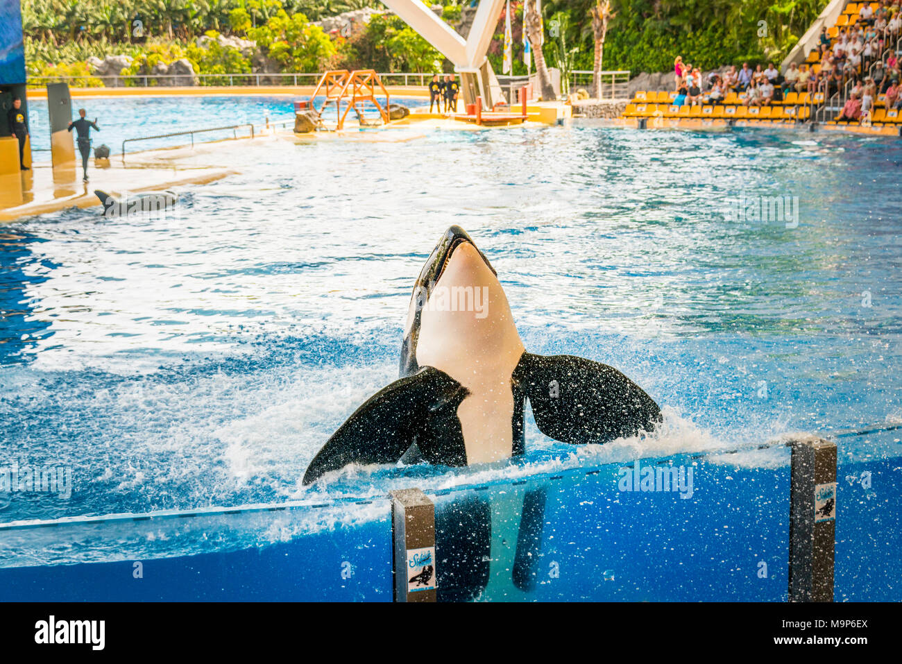 Balena Killer (Orcinus orca), captive, salti fuori dall'acqua, mostra Loro Parque, Puerto de la Cruz, Santa Cruz de Tenerife, Tenerife, Isole Canarie Foto Stock