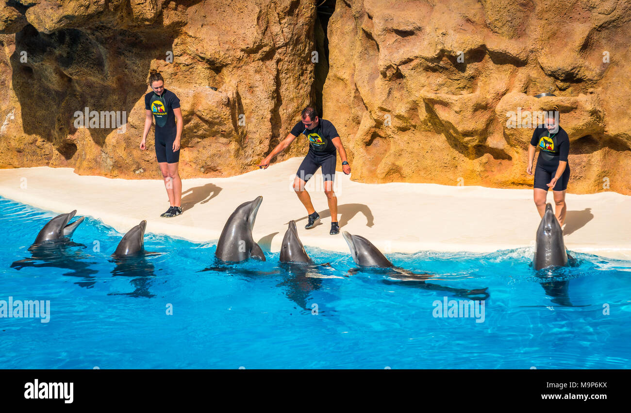 I delfini (tursiops truncatus) con sottoprodotti di origine animale dei formatori a spettacolo di delfini, il delfinario, Loro Parque a Puerto de la Cruz, Tenerife, Canarie Foto Stock