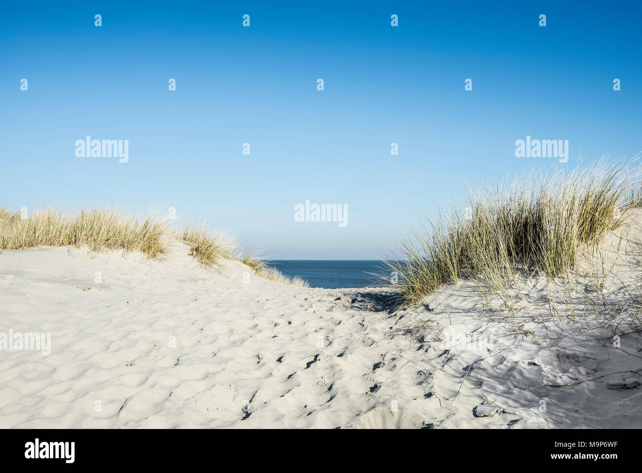 Sentiero per la spiaggia attraverso le dune, Est Isole Frisone, Spiekeroog, Bassa Sassonia, Germania Foto Stock