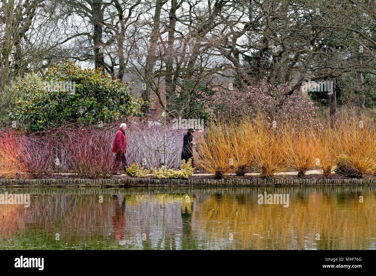 Anziani l uomo e la donna a piedi passato display colorato di steli di Cornus, sanguinello,presso il Royal Horticultural Gardens at Wisley Surrey in Inghilterra REGNO UNITO Foto Stock