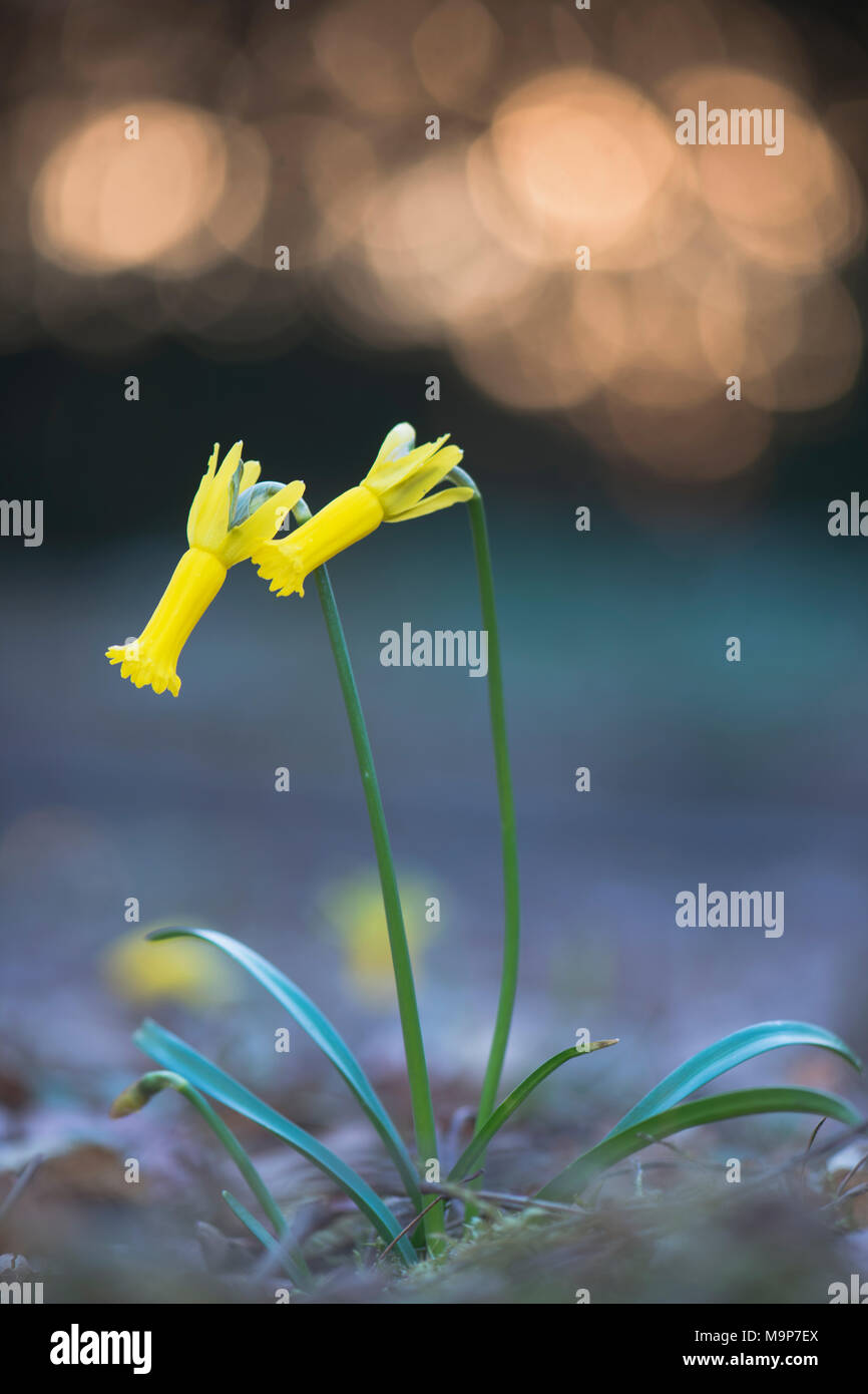 Ciclamino a fiore daffodil (Narcissus cyclamineus) con riflessi di luce, Emsland, Bassa Sassonia, Germania Foto Stock