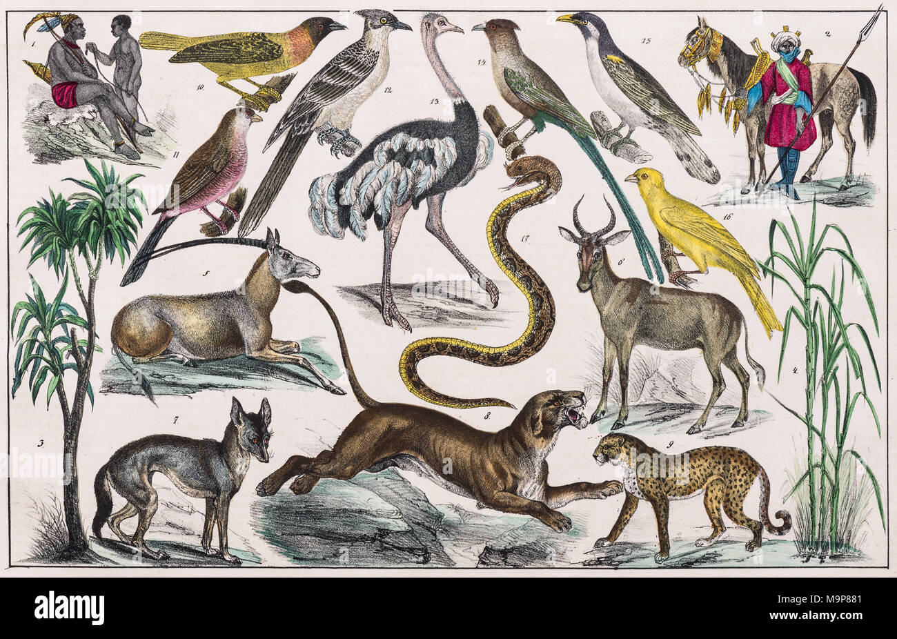 La pittura di zona, Africa centrale, superiore Guinea, dalla storia naturale e etnologia, colorate a mano piastra da Traugott Bromme Foto Stock