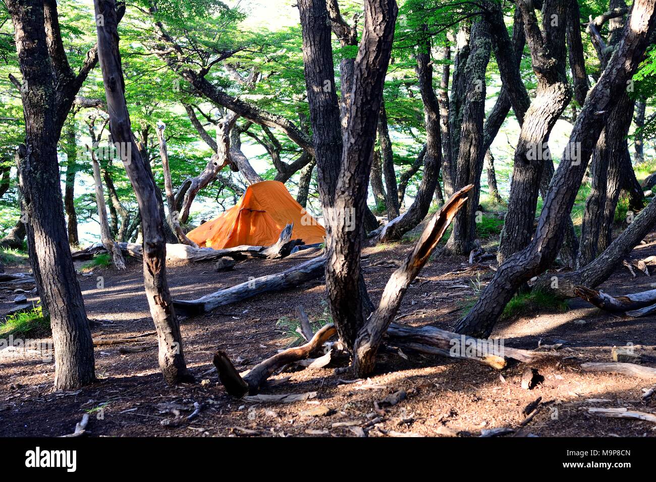 Tenda nella foresta del camp a Laguna Capri, parco nazionale Los Glaciares, El Chaltén, Santa Cruz Provincia, Patagonia Foto Stock