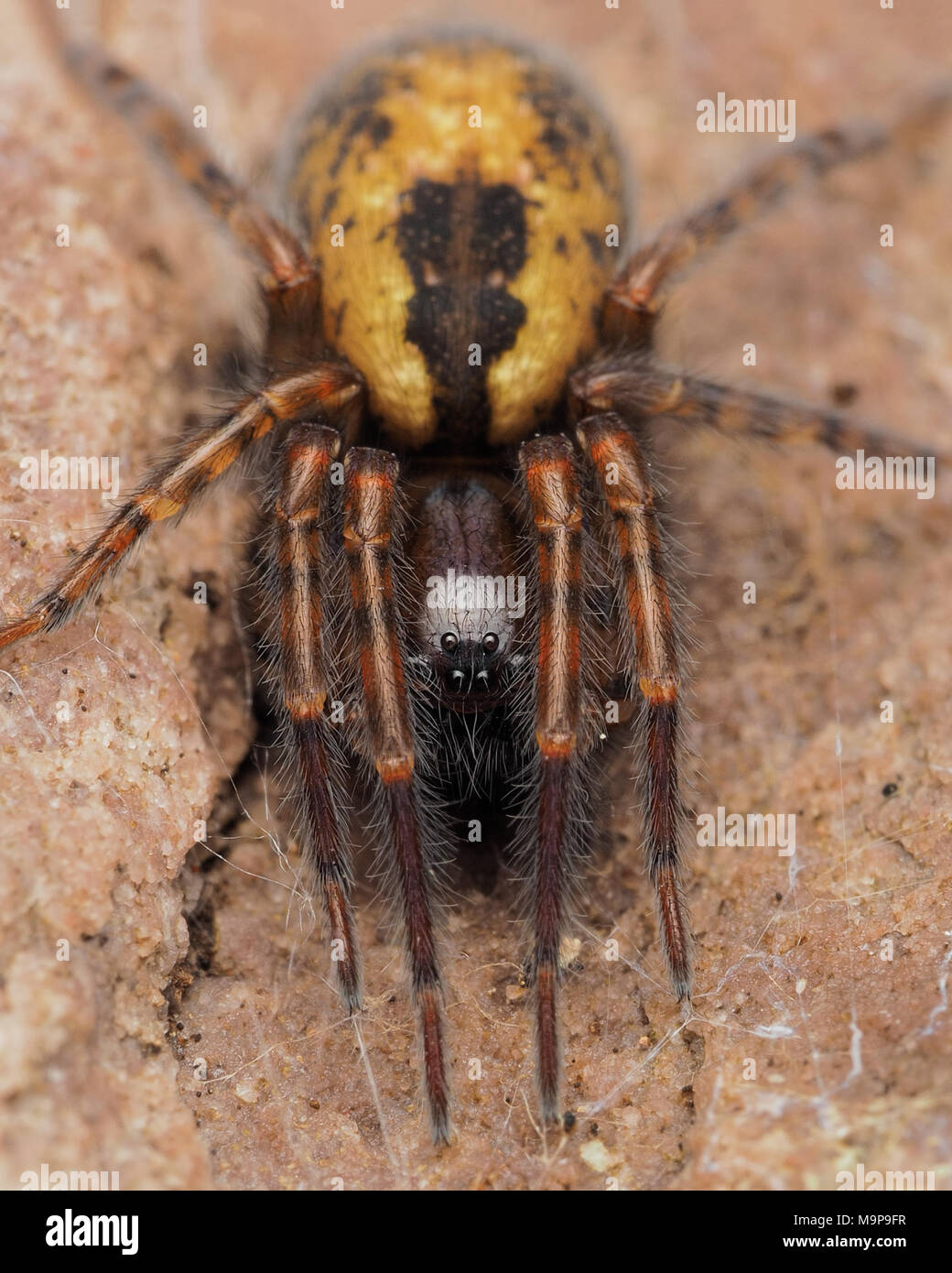 Pizzi-web spider (Amaurobius sp.) sul lato inferiore di una roccia. Tipperary, Irlanda Foto Stock