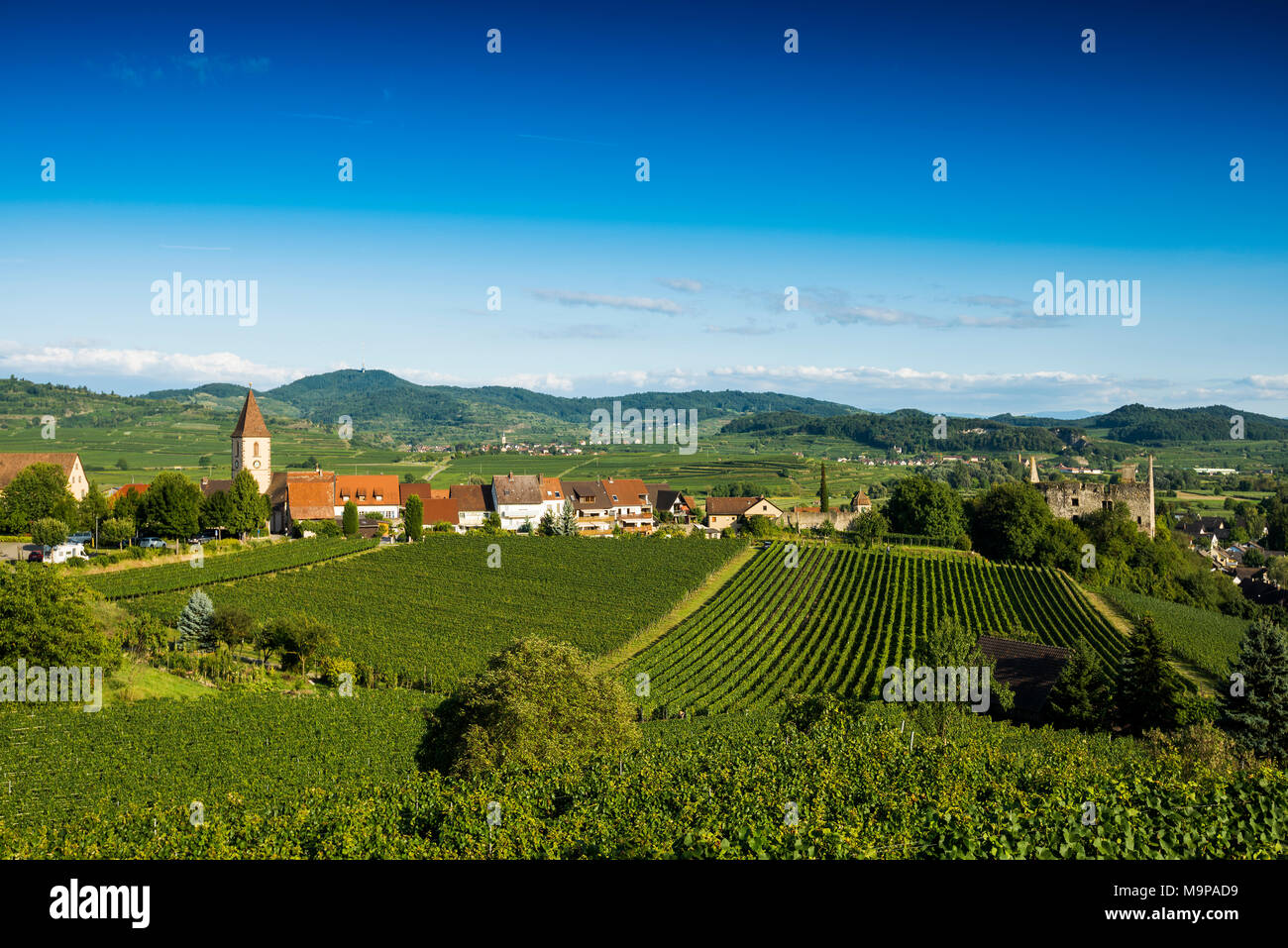 Il villaggio del vino e il suo paesaggio culturale in autunno, Burkheim, Vogtsburg im Kaiserstuhl, Baden-Württemberg, Germania Foto Stock