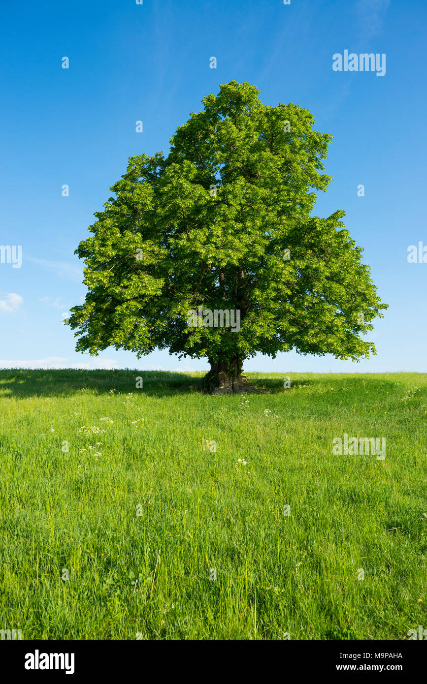 400 anni di grande lasciato tiglio (Tilia platyphyllos) in verde prato, albero solitario, Turingia, Germania Foto Stock