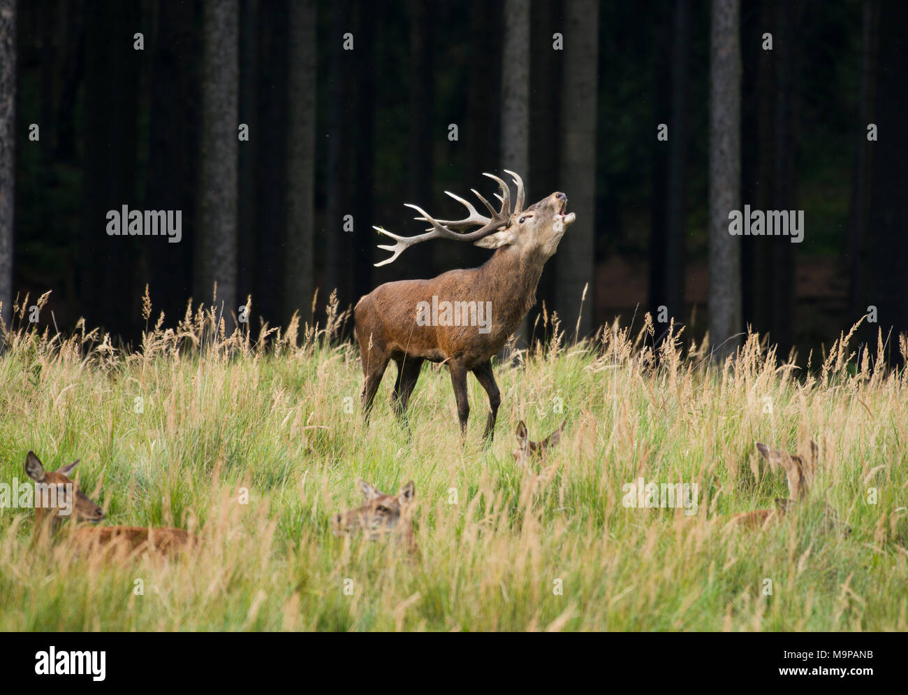 Il cervo (Cervus elaphus) ruggisce durante la stagione di solchi, femmine giacciono in erba alta, captive, Germania Foto Stock