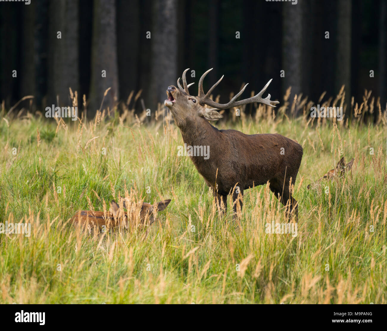Il cervo (Cervus elaphus) ruggisce durante la stagione di solchi, femmine giacciono in erba alta, captive, Germania Foto Stock