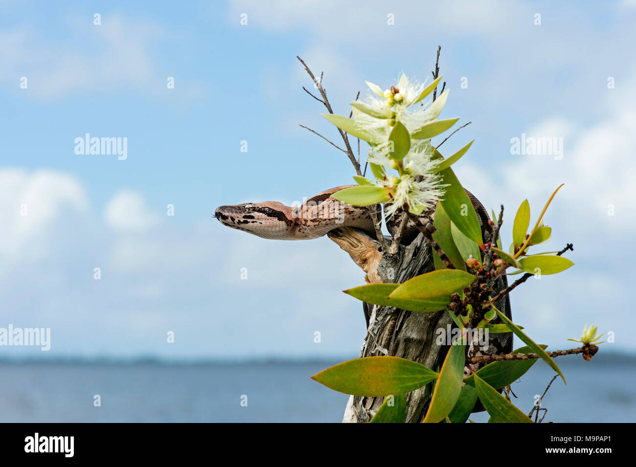 Massa malgascio boa (Acrantophis madagascariensis) animale giovane sulla struttura ad albero in fiore moncone, Akanin Ny Nofy, Madagascar Foto Stock