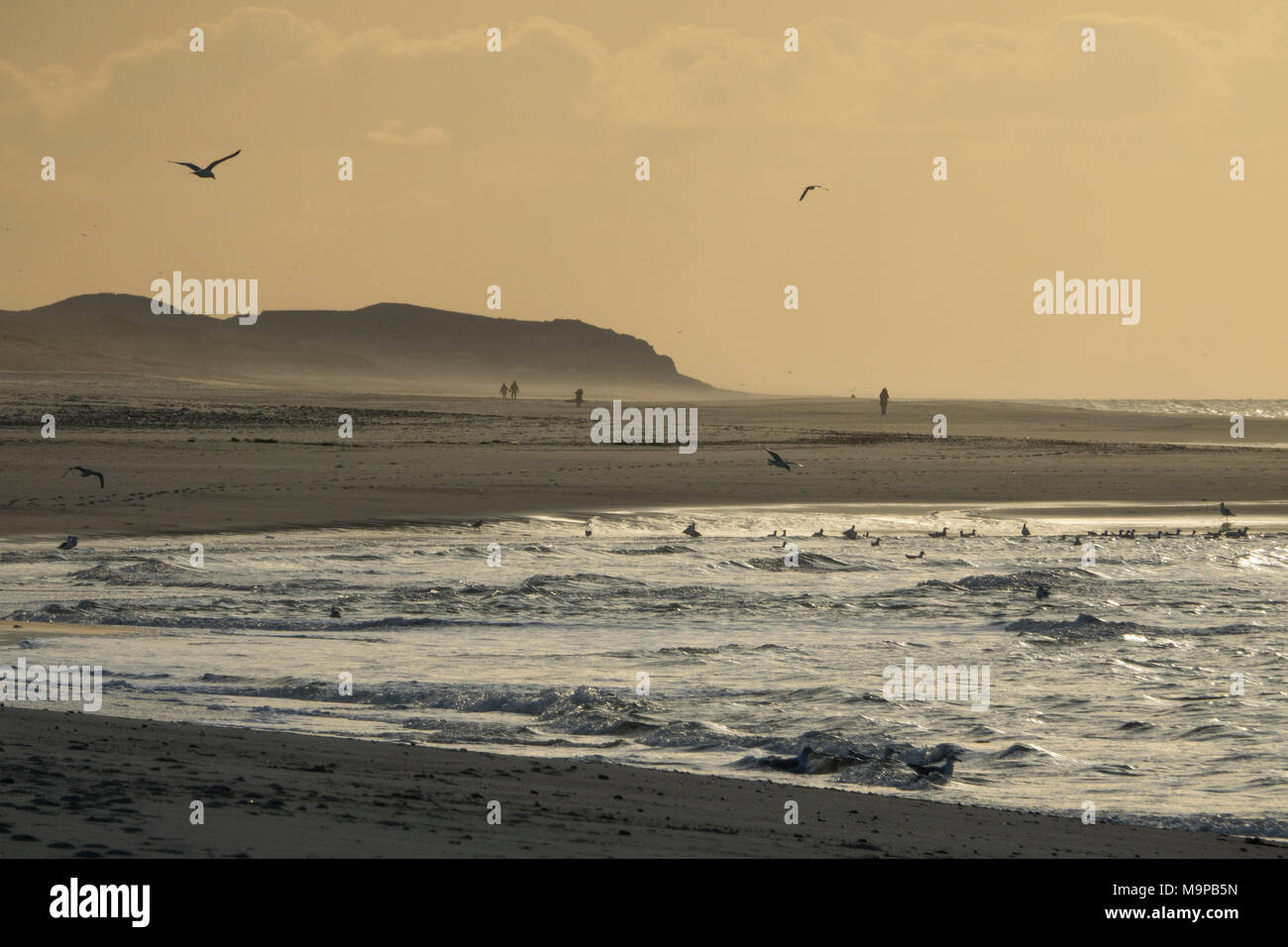 Passeggino sul west beach, serata al mare, Sylt, Frisia settentrionale, Schleswig-Holstein, Germania Foto Stock