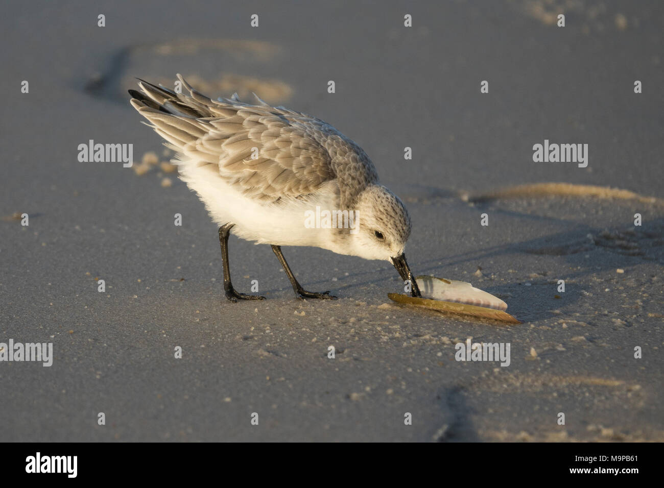 Sanderling (Calidris alba) raccoglie su seashell, Sylt, Frisia settentrionale, Schleswig-Holstein, Germania Foto Stock