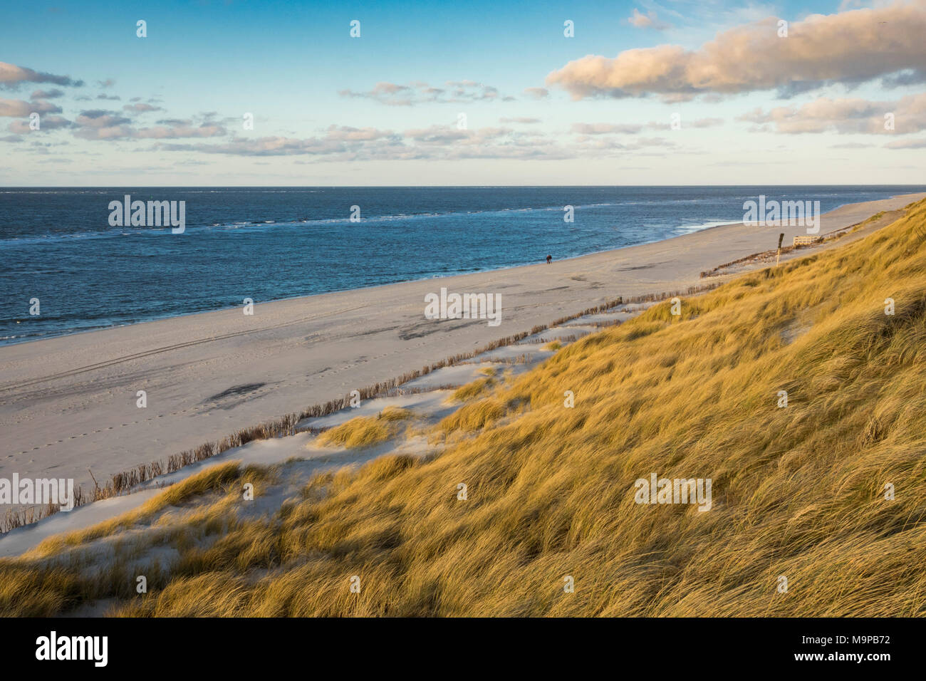 Serata al mare, dune Spiaggia con erba (Ammophila arenaria), West Beach, Sylt, Frisia settentrionale, Schleswig-Holstein, Germania Foto Stock