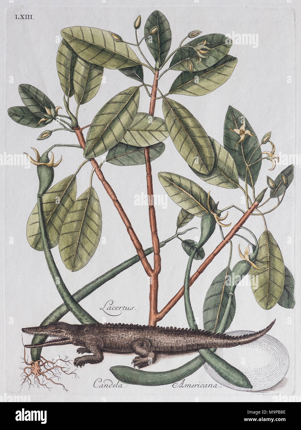 Alligator (dictus Crocodilus) und Mangrovenbaum (Lacertus Candela Americana), handkolorierter Kupferstich von Mark Catesby Foto Stock