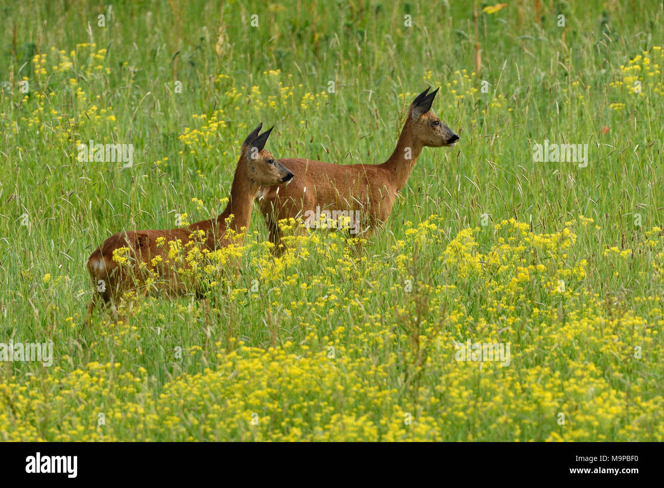 Due comunità caprioli (Capreolus capreolus), stando in piedi in un giallo il prato fiorito, Basso Reno, Renania settentrionale-Vestfalia Foto Stock