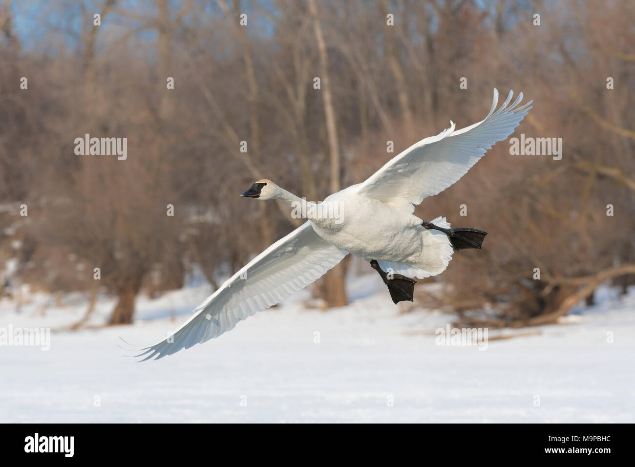 Trumpeter swan (Cygnus buccinatore) lo sbarco sul congelato St. Croix River. WI, Stati Uniti d'America, Gennaio, da Dominique Braud/Dembinsky Foto Assoc Foto Stock