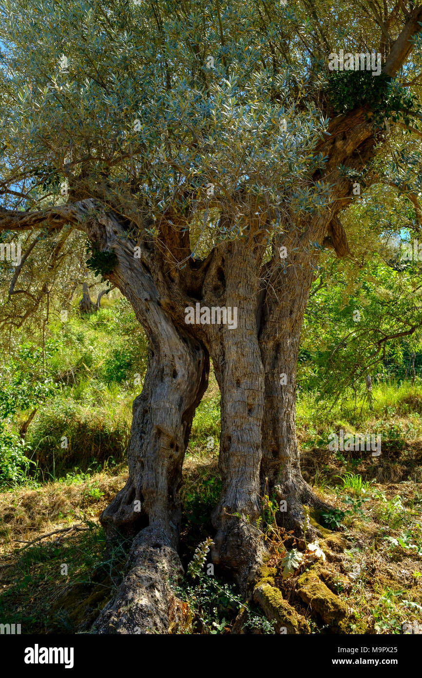Antico albero di olivo, nodose tronco, provincia di Messina, Silcilia, Italia Foto Stock
