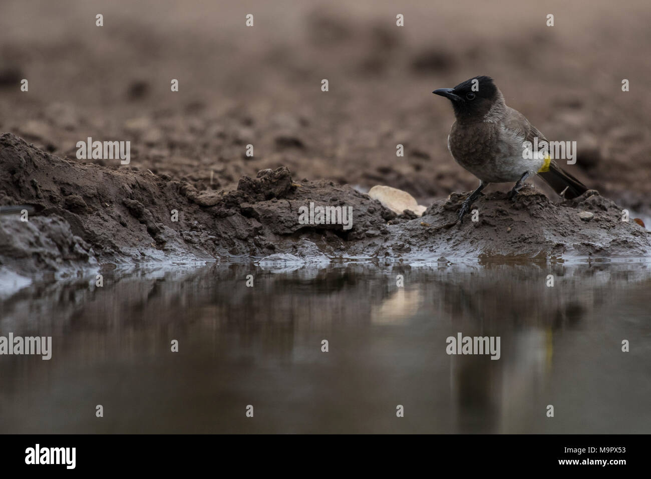 Dark-capped Bulbul (Pycnonotus tricolore) dall'acqua, Riserva di Mashatu, Tuli Block, Botswana Foto Stock