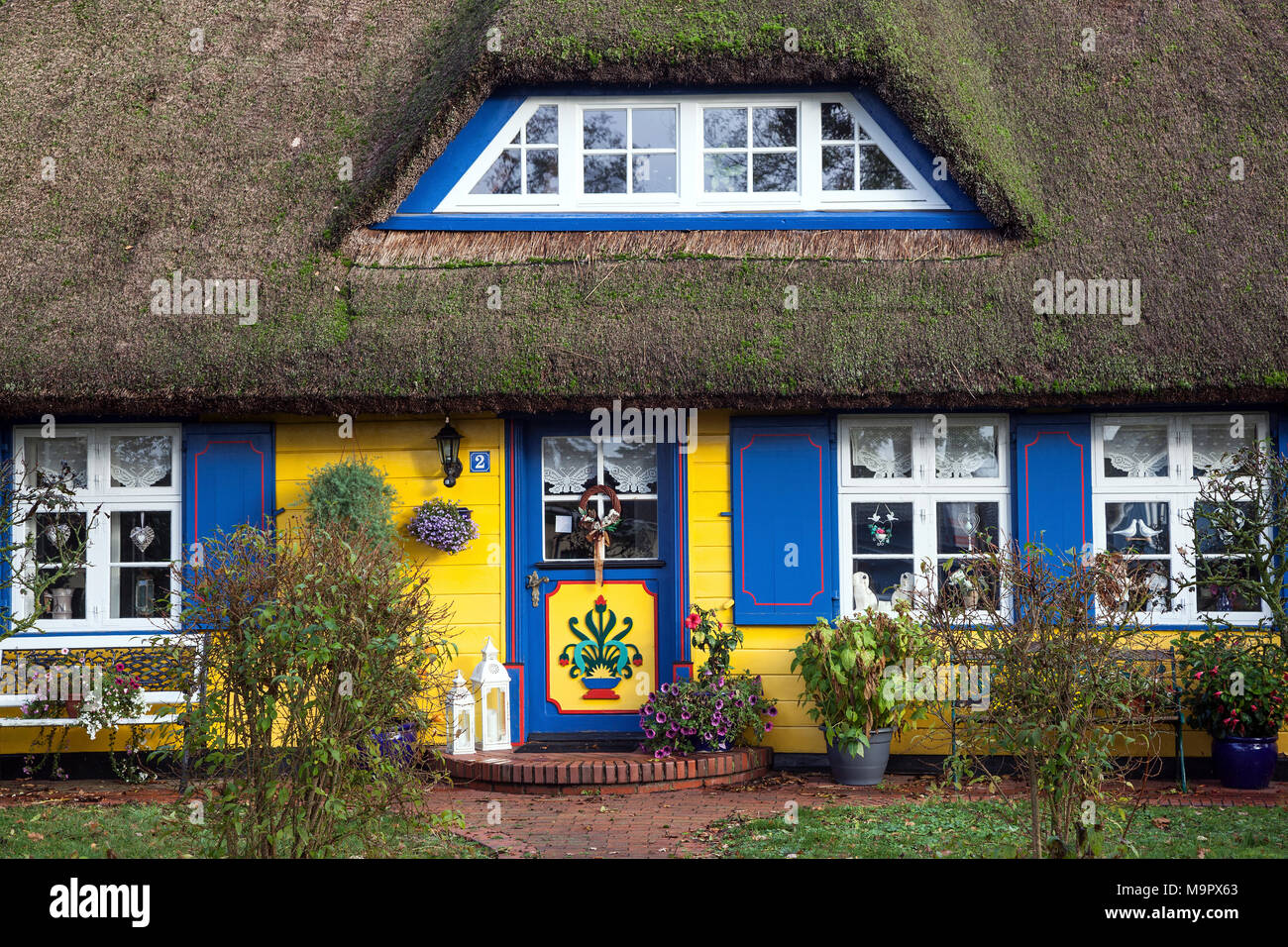 Tipici giallo con tetto di paglia house, nato am Darß, Fischland-Darß-Zingst, Meclenburgo-Pomerania Occidentale, Germania Foto Stock