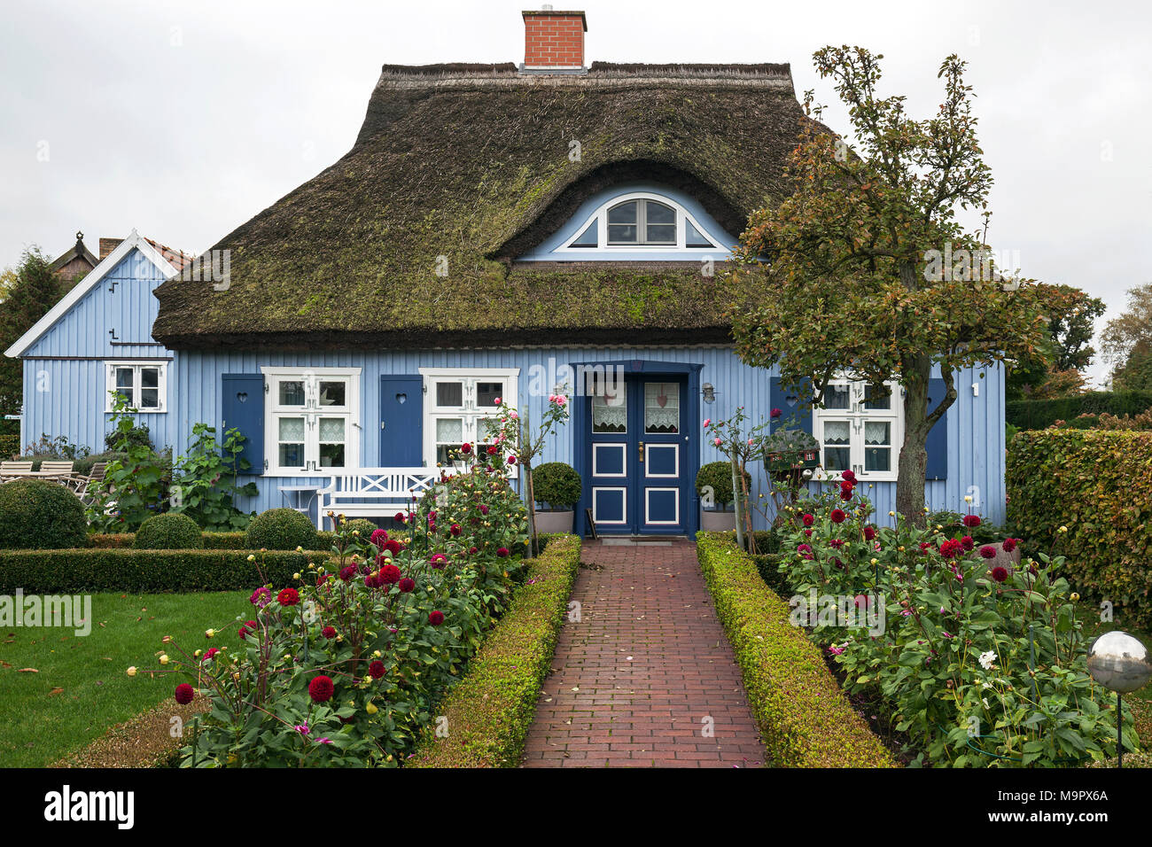 Tipico blu con tetto di paglia house, nato am Darß, Fischland-Darß-Zingst, Meclenburgo-Pomerania Occidentale, Germania Foto Stock