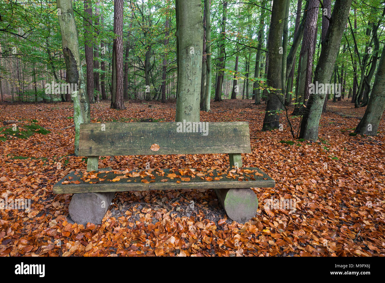 Panca in legno con foglie di autunno, foresta di faggio, Darß Forest, Darß, Fischland-Darß-Zingst, Western Pomerania Area Laguna Foto Stock