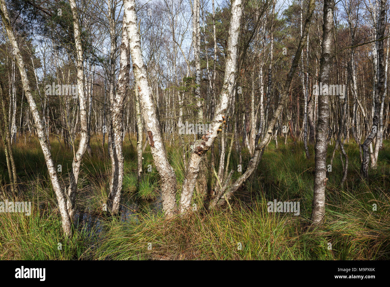 Moorlandscape nella foresta Osterwald con roverella betulle (Betula pubescens), Zingst, Fischland-Darß-Zingst, la Pomerania occidentale Foto Stock