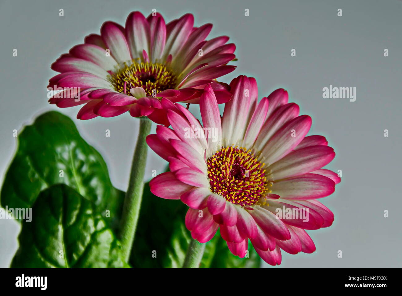 Bouquet da bloom mix di colore rosa e bianco fiore gerber a sfondo bianco, Sofia, Bulgaria Foto Stock