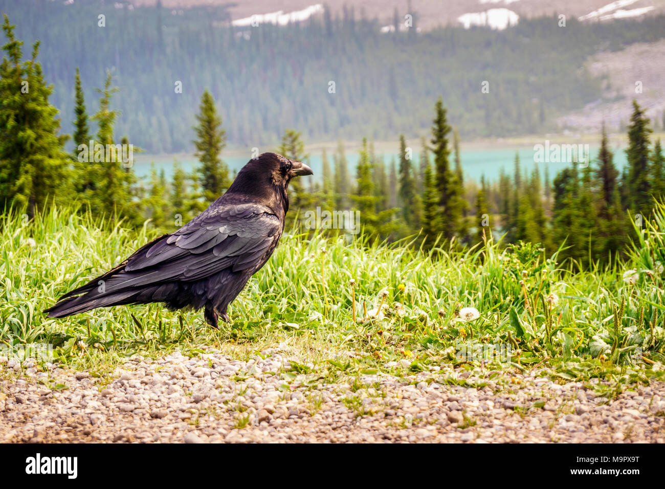 Raven comune guardando avanti nel Parco Nazionale di Jasper, Alberta, Canada Foto Stock