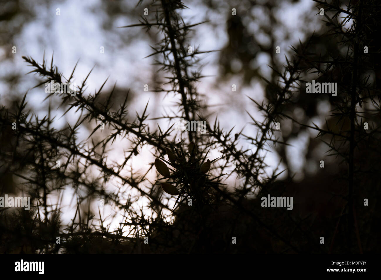 Dettaglio astratta di un secco pianta spinosa al tramonto Foto Stock